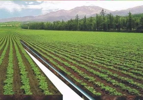 以色列的水肥一体化,每个农民养活113个人,占据欧洲果蔬花卉市场